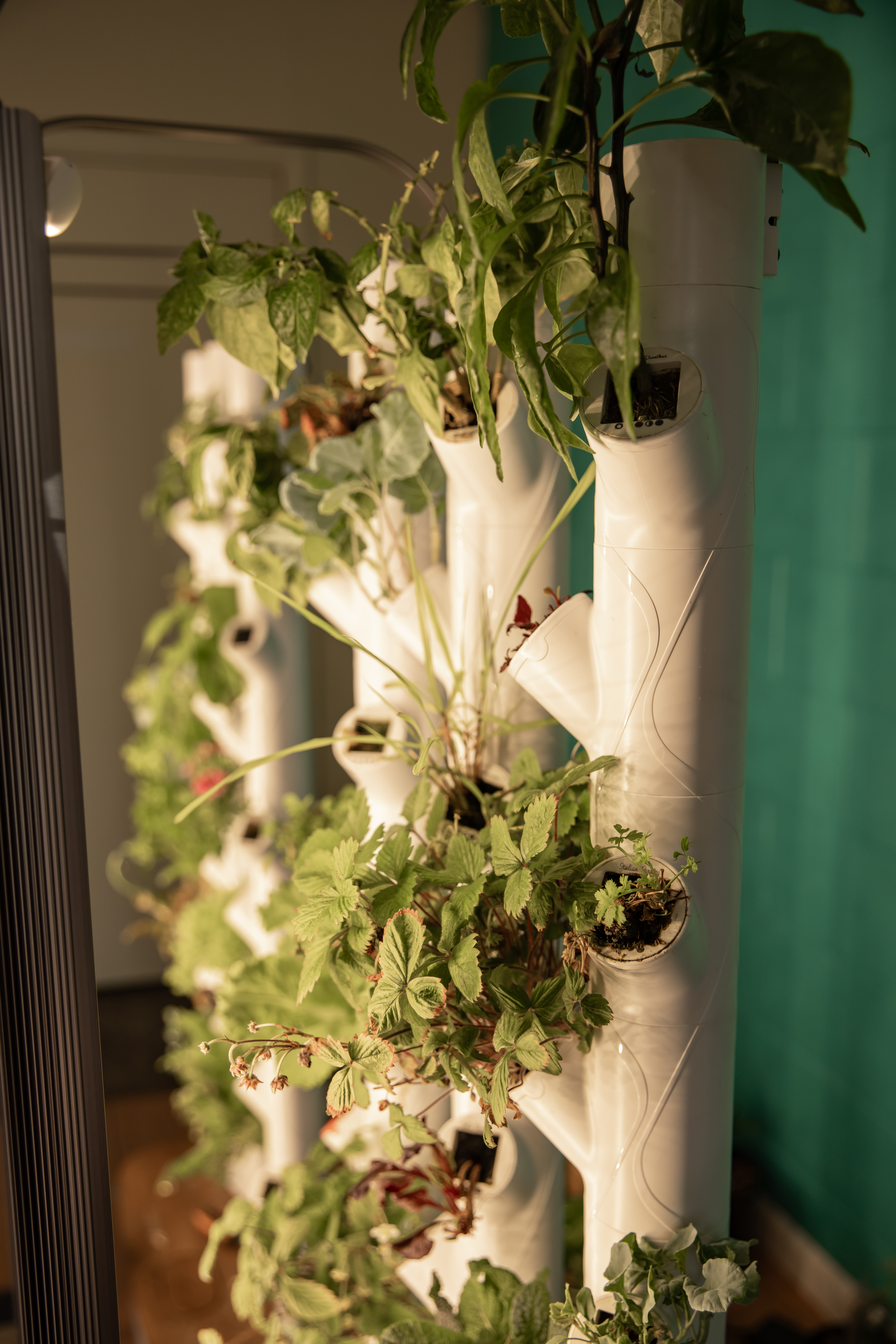 Hydroponic garden inside Space Alien Performance auto shop in Summerfield FL